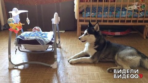 Хаски-няня. Видели видео? Фрагмент выпуска от 25.08.2019