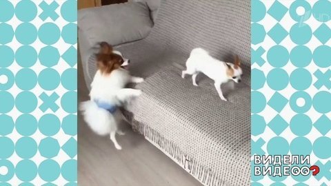 Самый верный в мире папильон. Видели видео? Фрагмент выпуска от 25.08.2019