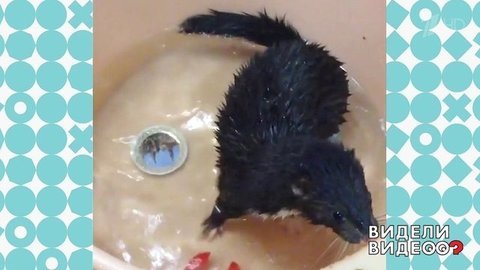 Норка в раковине. Видели видео? Фрагмент выпуска от 25.08.2019