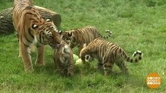 В мире. Имена для тигрят. Доброе утро. Фрагмент выпуска от 29.08.2019