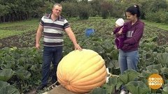 Тыква Дуня и другие рекордсмены. Доброе утро. Фрагмент выпуска от 29.08.2019