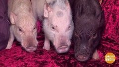 Джесси, Хвостик и другие храбрые спасатели. Доброе утро. Фрагмент выпуска от 29.08.2019