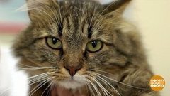 Не все коту дача. Доброе утро. Фрагмент выпуска от 29.08.2019