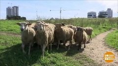 В мире. Уникальные овцы. Доброе утро. Фрагмент выпуска от 30.08.2019