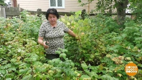 Дача готовится к осени. Доброе утро. Фрагмент выпуска от 30.08.2019