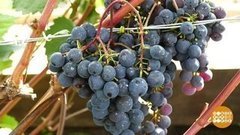 «Космонавт» и «красотка» из Сибири. Доброе утро. Фрагмент выпуска от 30.08.2019