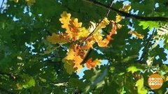 Осень, ты какая — золотая? Доброе утро. Фрагмент выпуска от 30.08.2019