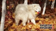 Один дома: собака Арины Шараповой. Видели видео? Фрагмент выпуска от 01.09.2019