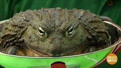 В мире. Взвешивание зверей. Доброе утро. Фрагмент выпуска от 02.09.2019