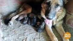 В мире. Спасли щенков. Доброе утро. Фрагмент выпуска от 03.09.2019