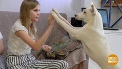 Как лису Алису и собаку Жужжу спасали. Доброе утро. Фрагмент выпуска от 03.09.2019