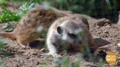 Сурикатов по осени считают. Доброе утро. Фрагмент выпуска от 04.09.2019