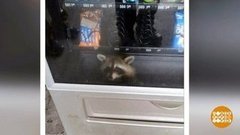 В мире. Енот в торговом автомате. Доброе утро. Фрагмент выпуска от 06.09.2019