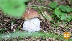 Самые грибные места. Доброе утро. Фрагмент выпуска от 06.09.2019