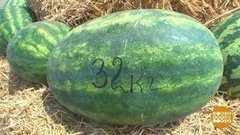 Великая арбузная битва: кто победил? Доброе утро. Фрагмент выпуска от 09.09.2019