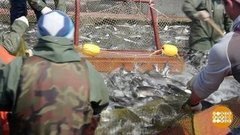 Лососей по осени считают. Доброе утро. Фрагмент выпуска от 10.09.2019