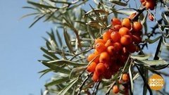 Ягоды, дикие и домашние. Доброе утро. Фрагмент выпуска от 10.09.2019