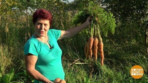 Корнеплоды-гиганты. Доброе утро. Фрагмент выпуска от 13.09.2019