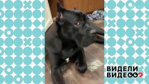 Пес сгрыз хозяйкины деньги и документы. Видели видео? Фрагмент выпуска от 15.09.2019