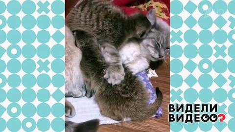 Сурикаты-кладоискатели и спящий кот. Видели видео? Фрагмент выпуска от 15.09.2019