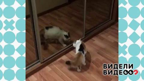 Кошка в зазеркалье. Видели видео? Фрагмент выпуска от 15.09.2019