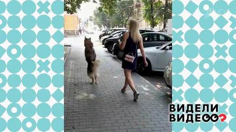 Пес-попрыгунчик. Видели видео? Фрагмент выпуска от 15.09.2019