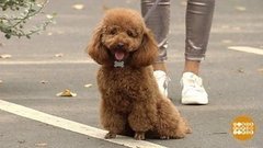 Собачки, улыбнитесь, вас снимают! Доброе утро. Фрагмент выпуска от 16.09.2019