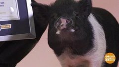 В мире. Свинка по имени Радость. Доброе утро. Фрагмент выпуска от 17.09.2019