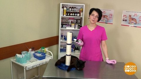 Приручаем кошку к когтеточке. Доброе утро. Фрагмент выпуска от 17.09.2019