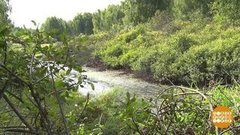 Где бобры зимуют? Доброе утро. Фрагмент выпуска от 17.09.2019