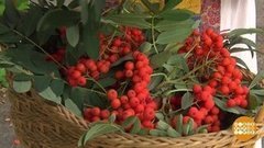 Собираем рябину. Доброе утро. Фрагмент выпуска от 18.09.2019