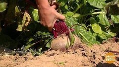 Свекла! С кольцами и без… Доброе утро. Фрагмент выпуска от 18.09.2019