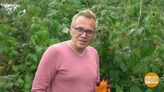 Осенняя стрижка малины. Доброе утро. Фрагмент выпуска от 23.09.2019