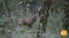 Оленей тоже по осени считают! Доброе утро. Фрагмент выпуска от 24.09.2019