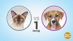 Кошки против собак. Доброе утро. Фрагмент выпуска от 25.09.2019