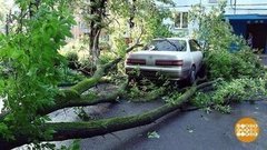 Если дерево упало на машину. Доброе утро. Фрагмент выпуска от 26.09.2019
