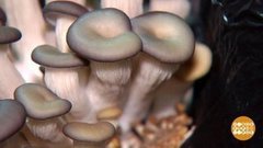 Как выращивают вешенки. Доброе утро. Фрагмент выпуска от 25.09.2019