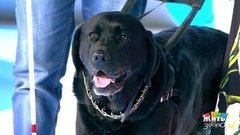 Совет за минуту: компенсация за содержание собаки-поводыря. Жить здорово! Фрагмент выпуска от 30.09.2019