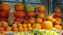 Вот такая тыква! Доброе утро. Фрагмент выпуска от 01.10.2019