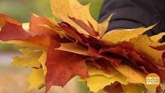Такая разноцветная осень… А почему? Доброе утро. Фрагмент выпуска от 03.10.2019