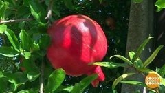 Выбираем самый спелый гранат. Доброе утро. Фрагмент выпуска от 07.10.2019