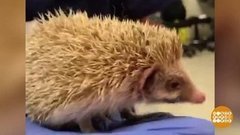 В мире. Еж-альбинос. Доброе утро. Фрагмент выпуска от 07.10.2019