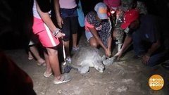 В мире. Спасение морских черепах. Доброе утро. Фрагмент выпуска от 07.10.2019