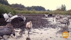 До свидания, птицы! Возвращайтесь весной! Доброе утро. Фрагмент выпуска от 11.10.2019