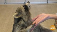 ...А у нас живет енот. Вот! Доброе утро. Фрагмент выпуска от 11.10.2019