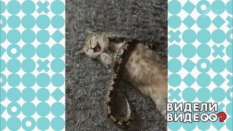 Кошка и ее экзотический друг. Видели видео? Фрагмент выпуска от 13.10.2019