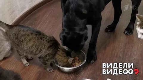 Собака с кошачьей душой. Видели видео? Фрагмент выпуска от 13.10.2019