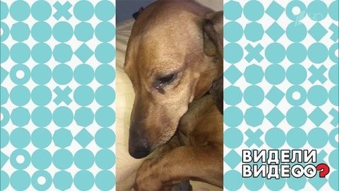 Пес, хозяин и латиноамериканские страсти. Видели видео? Фрагмент выпуска от 13.10.2019