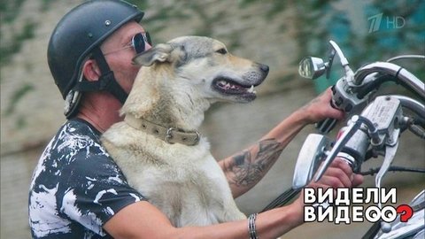 Собака-байкер. Видели видео? Фрагмент выпуска от 13.10.2019