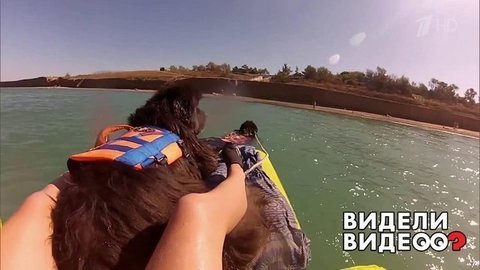Собаки, спасающие людей на воде. Видели видео? Фрагмент выпуска от 13.10.2019
